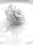 CHALLENGE - White on white