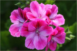 Challenge - pink - 16