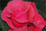 Fragrant Cloud