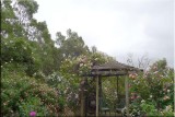 Rose garden on cool morning 09.08.jpg