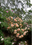Rose garden on cool morning 09.13.jpg