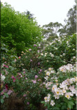 Rose garden on cool morning 09.20.jpg