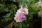 Rose garden on cool morning 09.24.jpg