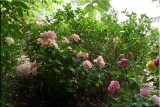 Rose garden on cool morning 09.27.jpg