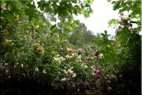 Rose garden on cool morning 09.28.jpg