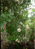 Rose garden on cool morning 09.30.jpg