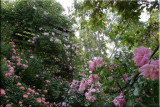 Rose garden on cool morning 09.31.jpg