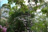 Rose garden on cool morning 09.32.jpg