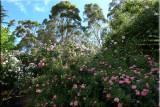 Rose garden on cool morning 09.36.jpg