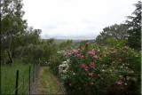 Rose garden on cool morning 09.45.jpg