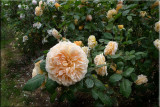 Rose garden on cool morning 09.47.jpg