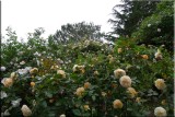 Rose garden on cool morning 09.48.jpg
