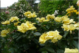 Rose garden on cool morning 09.49.jpg