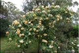 Rose garden on cool morning 09.51.jpg