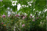Rose garden on cool morning 09.52.jpg