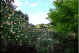 Rose garden on cool morning 09.61.jpg
