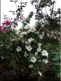 Rose garden on cool morning 09.62.jpg