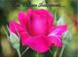 New William Shakespeare