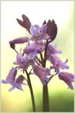 Pink Bluebells