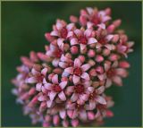 Pink Sedum