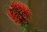 Scarlet Kunzea