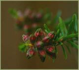 Kunzea buds