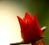 Echeveria