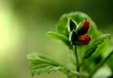 Buds on the pelargonium