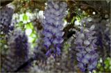 Cascading wisteria