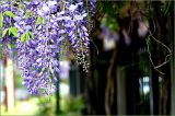 Wisteria time in Clarendon