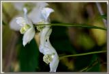 Three white montana clematis