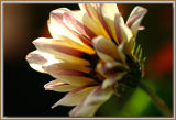 Gazania