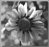 Gazania