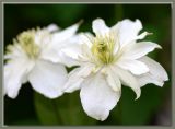The little white clematis that grows on the rosegarden shed....