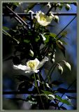 Clematis montana sericea