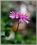 Federation Daisy ~ Summer Stars ~