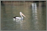 Pelican having a swim