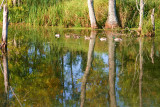 Reflection dautomne / Autumn reflection
