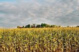 A corn field