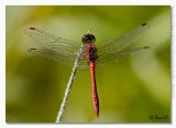 Sympetrum sanguineum