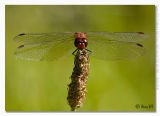 Sympetrum sanguineum