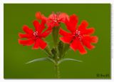 Phlox