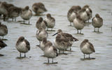 Willets