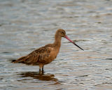 Marbled Godwit