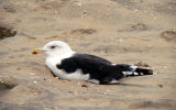 Great Black-backed Gull