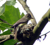 Eastern Wood-Pewee at nest
