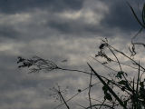 October 11 2006:  <br>  Canalside Weeds