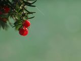 October 12 2006:  <br>  Red Berries