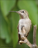 Annas Hummingbird