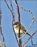 Eastern Phoebe